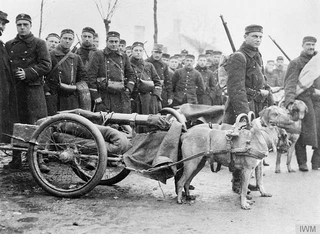 Kanon dras av hundar på Västfronten