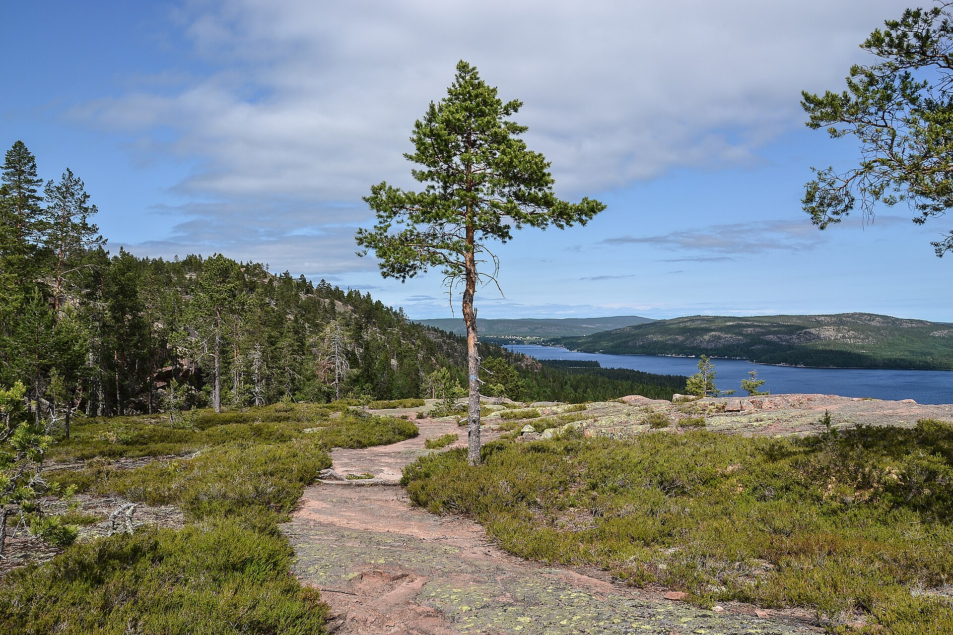 Vy över Höga kusten med skog, vatten och höjder.